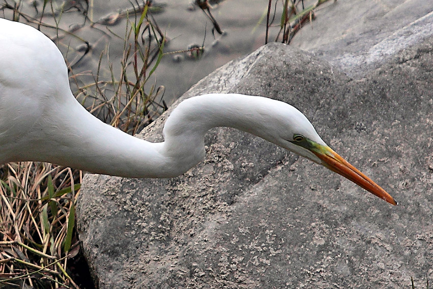 Airone b. m. vicino vicino